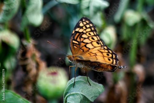 Euptoieta claudia butterfly on a green leaf photo