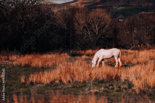 White horse in the dry grass field