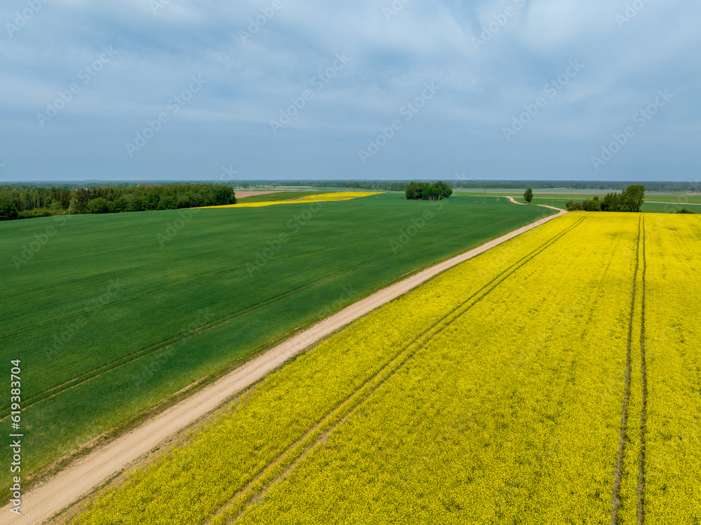 A field of crops with flowering canola plantations separated by a country road.