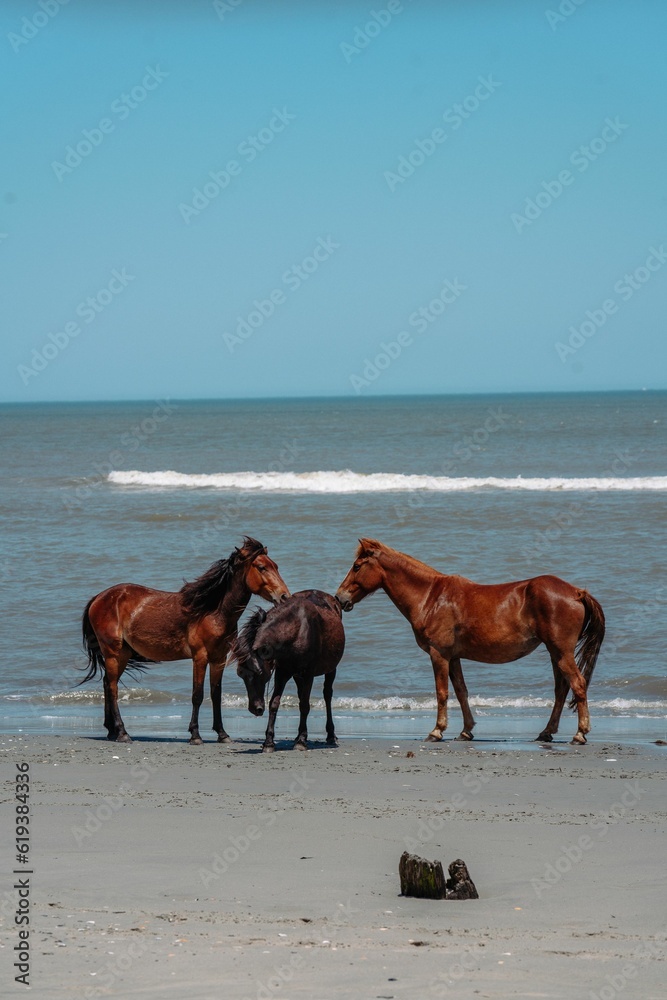 Wild horses on the beach in Outer Banks, North Carolina. Wild horses on the beach in Outer Banks, North Carolina.