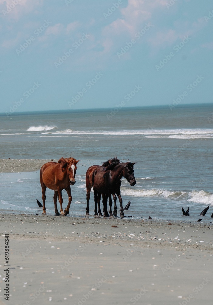 Wild horses on the beach in Outer Banks, North Carolina. Wild horses on the beach in Outer Banks, North Carolina.
