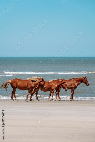 Wild horses on the beach in Outer Banks  North Carolina.