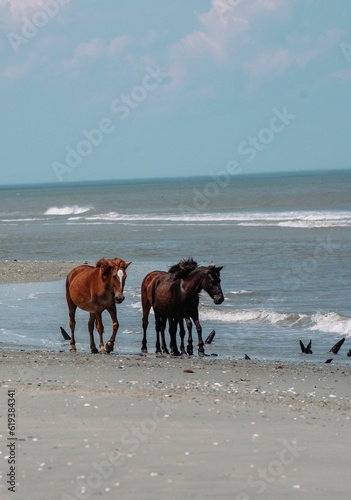 Wild horses on the beach in Outer Banks, North Carolina.