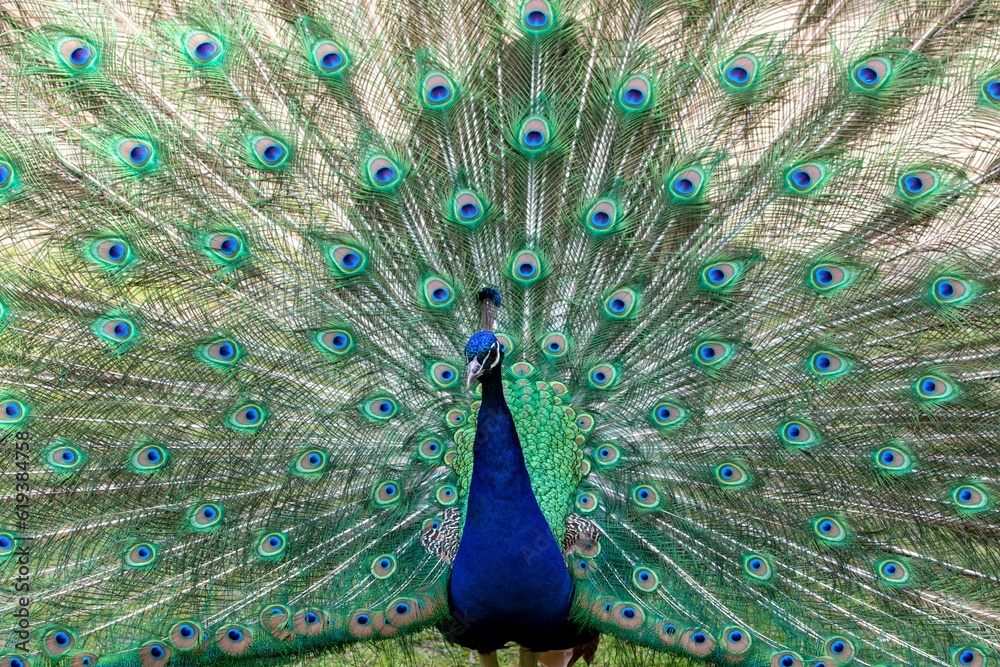 Fototapeta premium Vibrant peacock proudly flaunting its feathers in its zoo enclosure