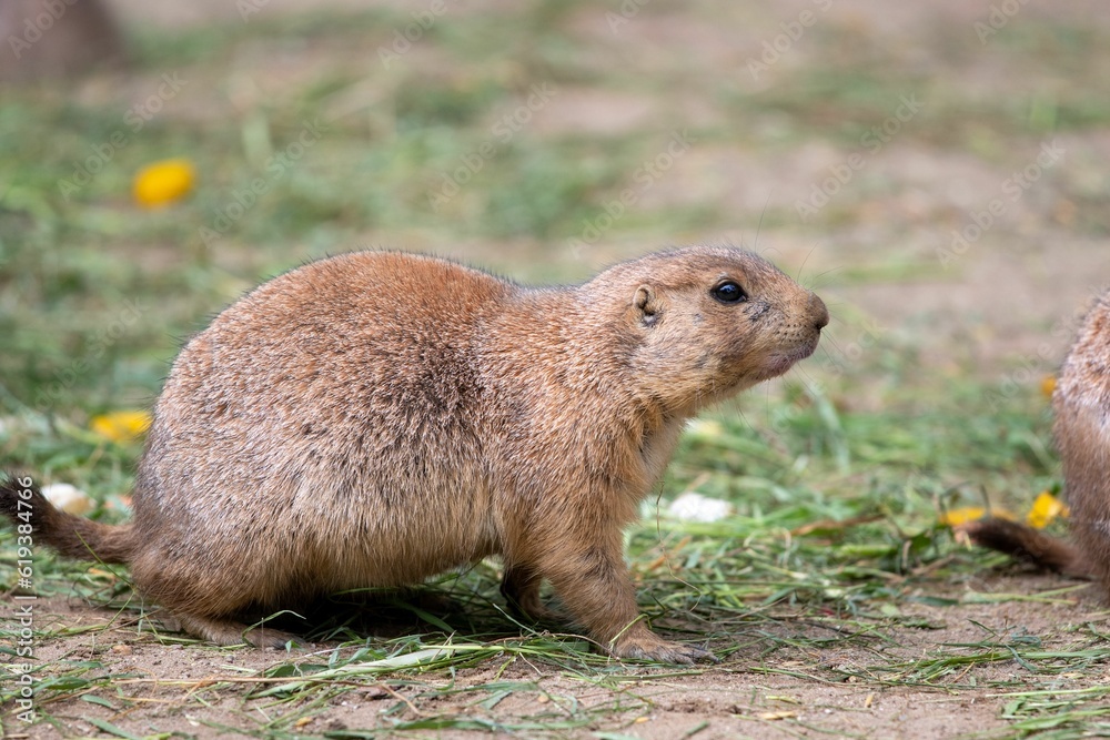 Naklejka premium Brown Mexican prairie dog in a lush grassy field