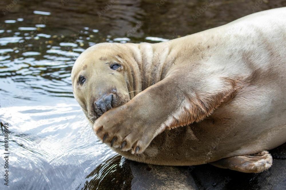 Fototapeta premium Seal lying on a rock in the water in a relaxed pose