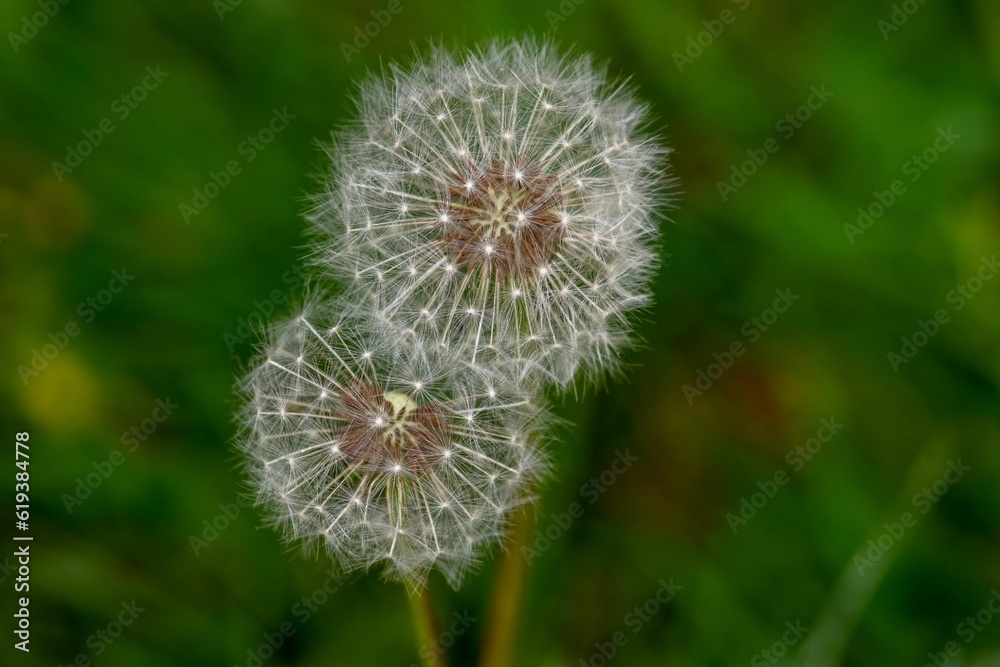 Fototapeta premium Close-up shot of a dandelion flower in a lush green meadow