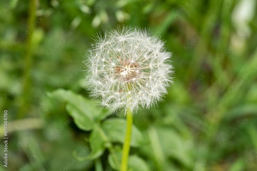 Close-up shot of a dandelion flower in a lush green meadow