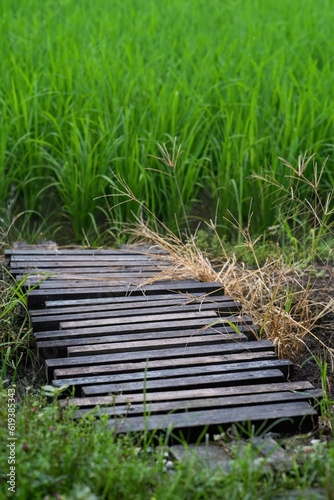Small wooden crossing from the paddy field to the other side.