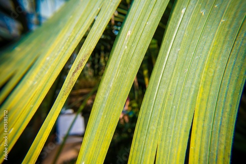 Closeup of a lush green plant with delicate white fronds