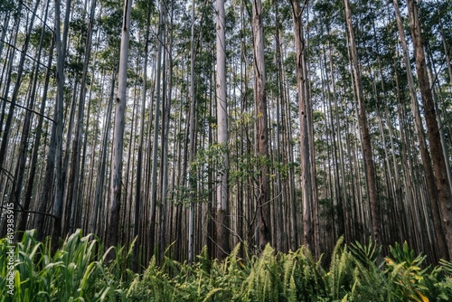 Forest surrounded by dense eucalyptus trees