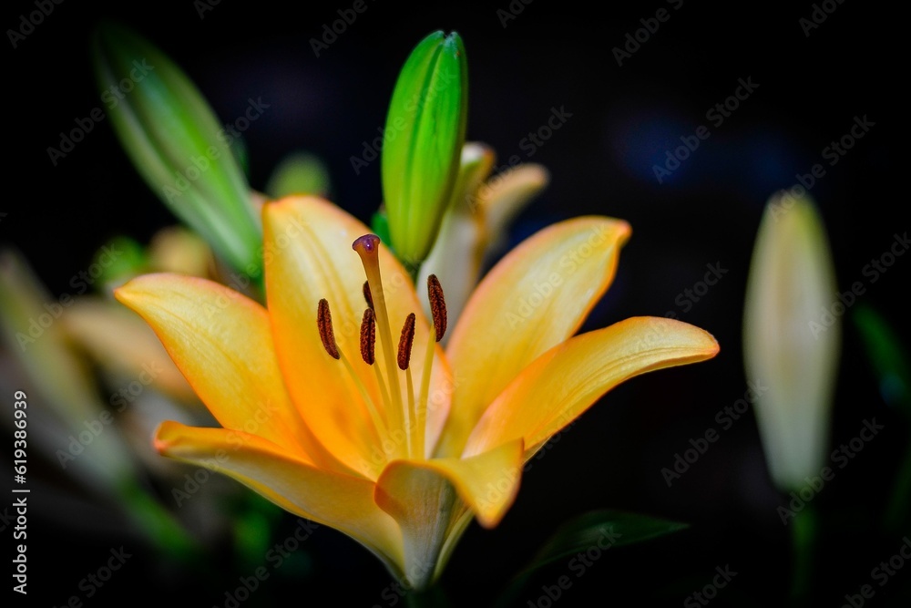 Vibrant orange lily against a blurry background.