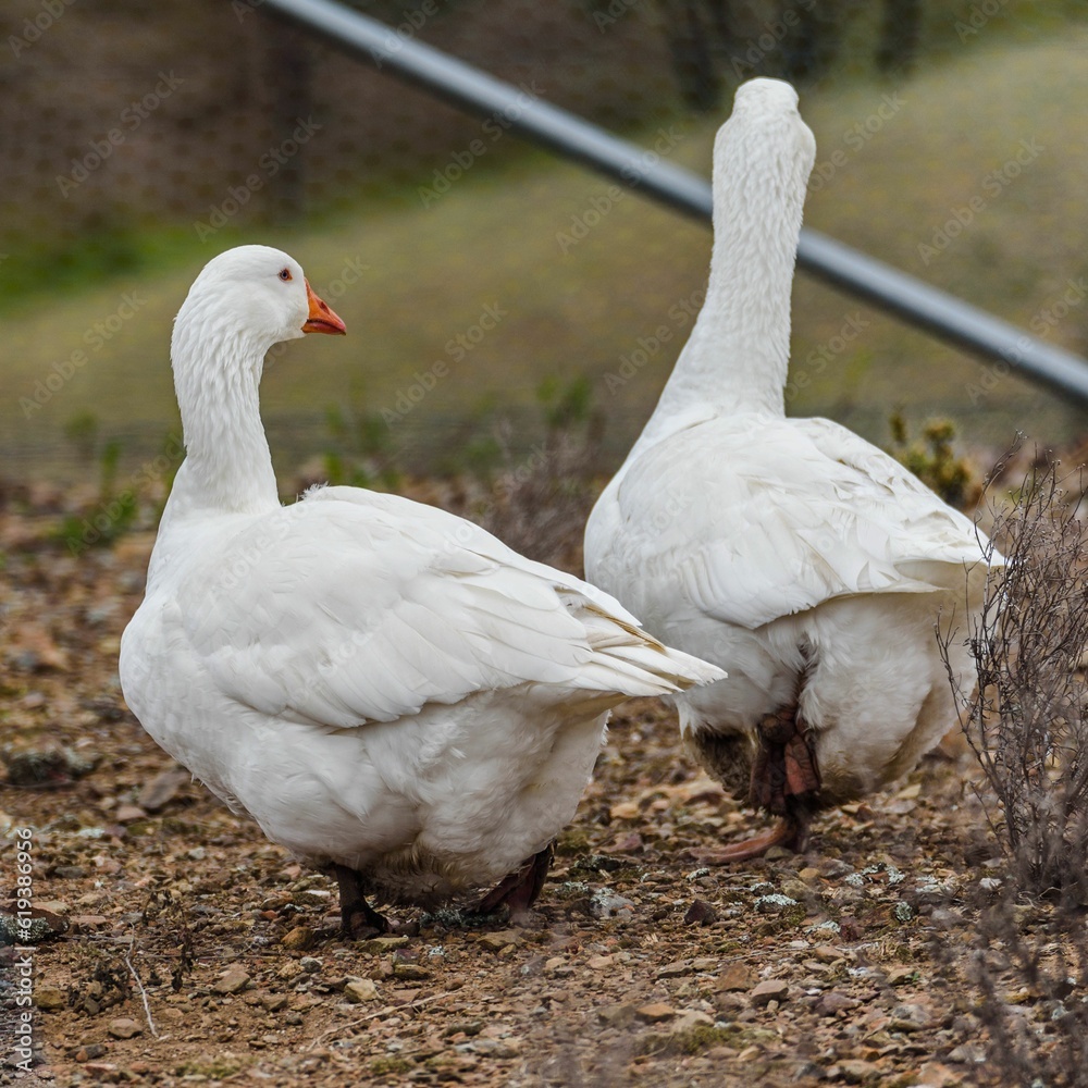 Two Emden geese walking in a farmyard. Two Emden geese walking in a farmyard.