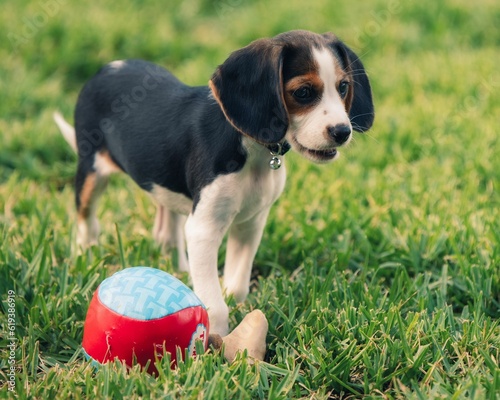 Adorable playful beagle in a lush green grassy field with a ball © Tony Arroyo/Wirestock Creators
