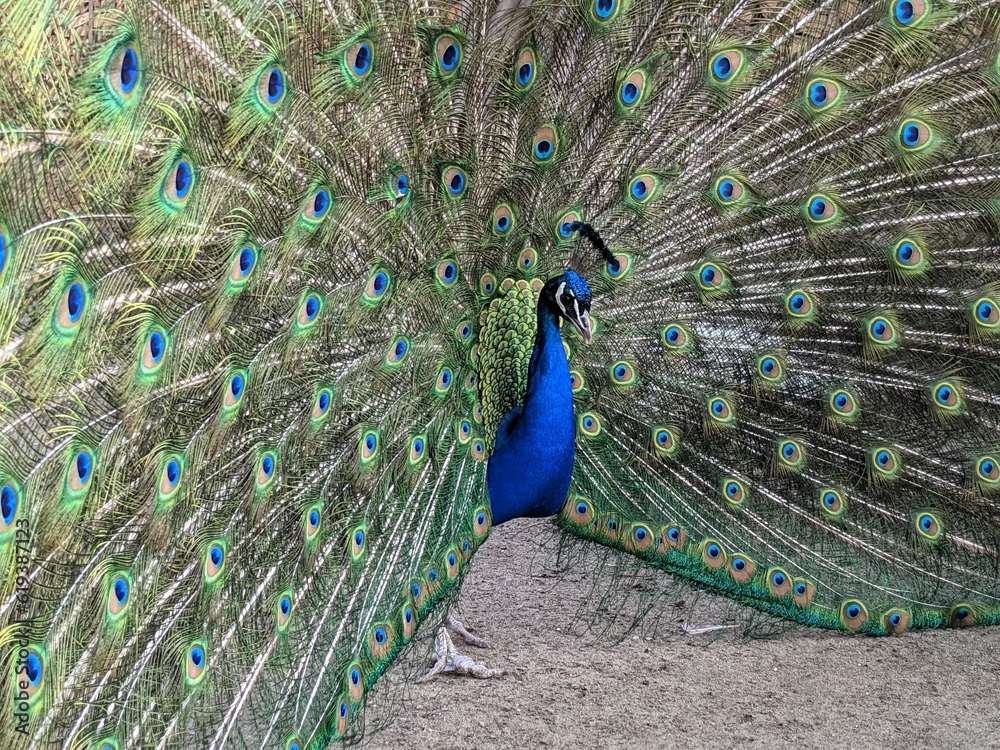 Obraz premium Vibrant peacock with opened feathers