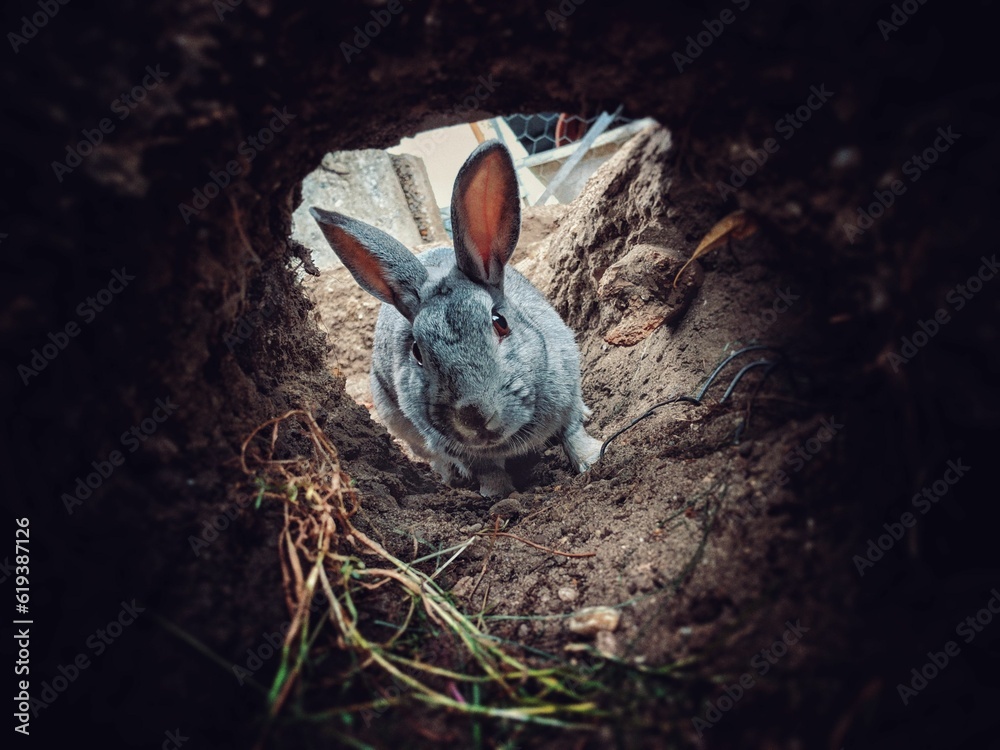 Rabbit in a shallow burrow in the ground