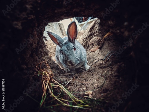 Rabbit in a shallow burrow in the ground photo