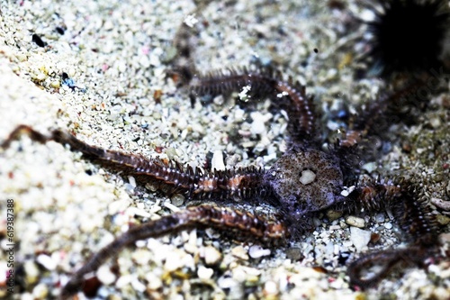 Close-up shot of a sea bottom featuring serpent stars