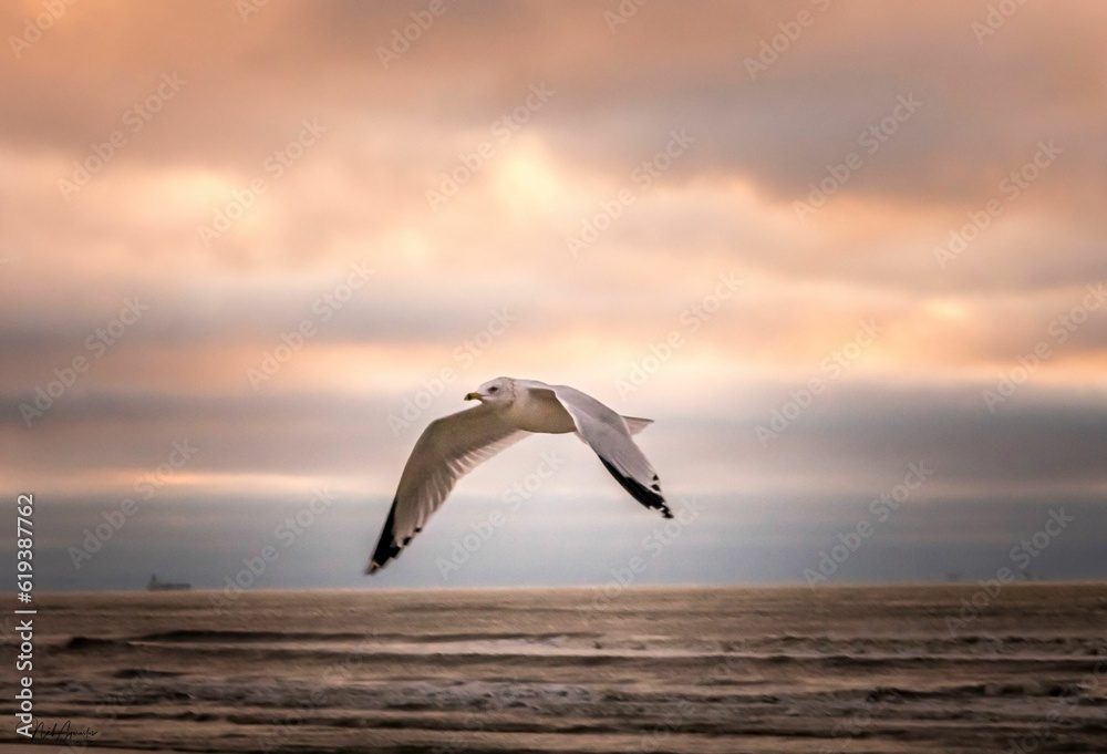 Seagull soaring in the sky against a backdrop of a vibrant sunset over the horizon of the ocean