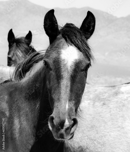 Vertical grayscale shot of a beautiful horse with a white patch of fur
