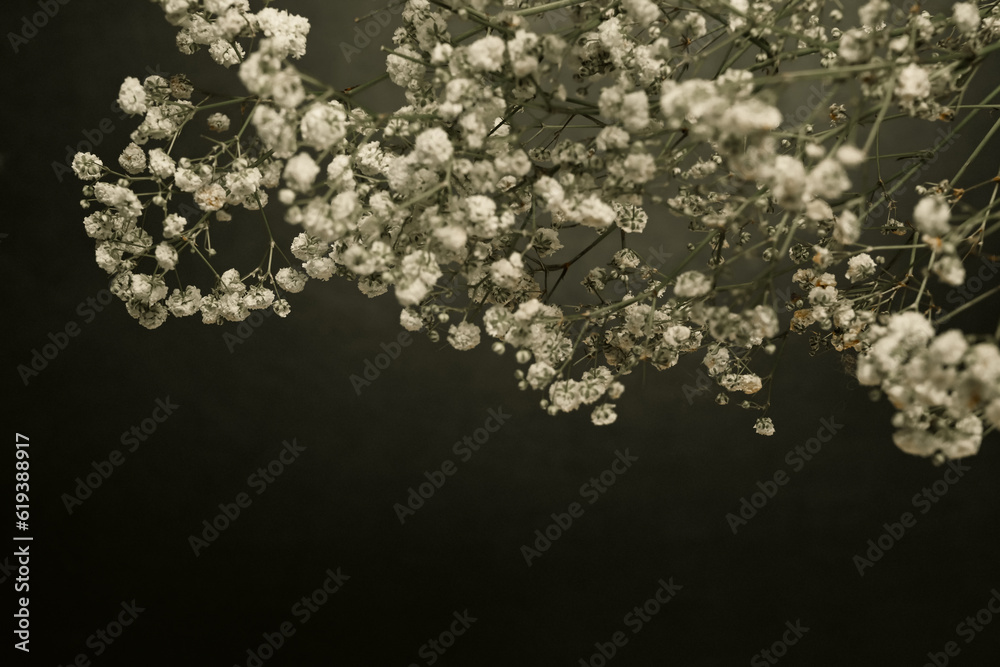A bouquet of white gypsophila or baby's breath flowers on black background