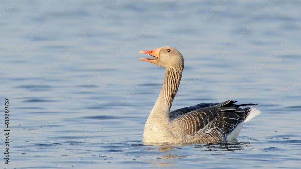 Greylag or graylag goose wild bird singing Anser anser Greylag or graylag goose wild bird singing Anser anser