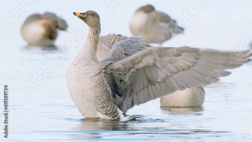 Bean goose bird in spring lake, Anser fabalis or Anser serrirostris photo