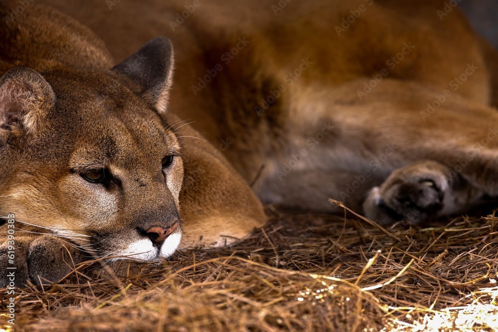 Naklejka premium A closeup shot of a beautiful brown panther laying on a bed of hay
