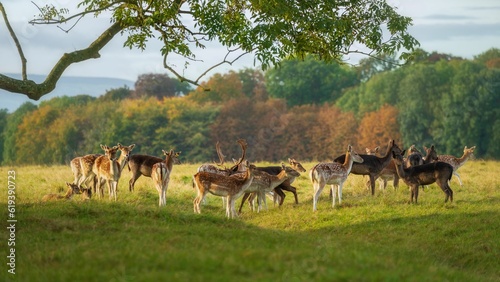 Herd of deer grazing in a lush green meadow in the countryside