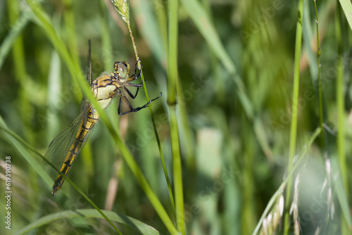 Großer Blaupfeil (w)