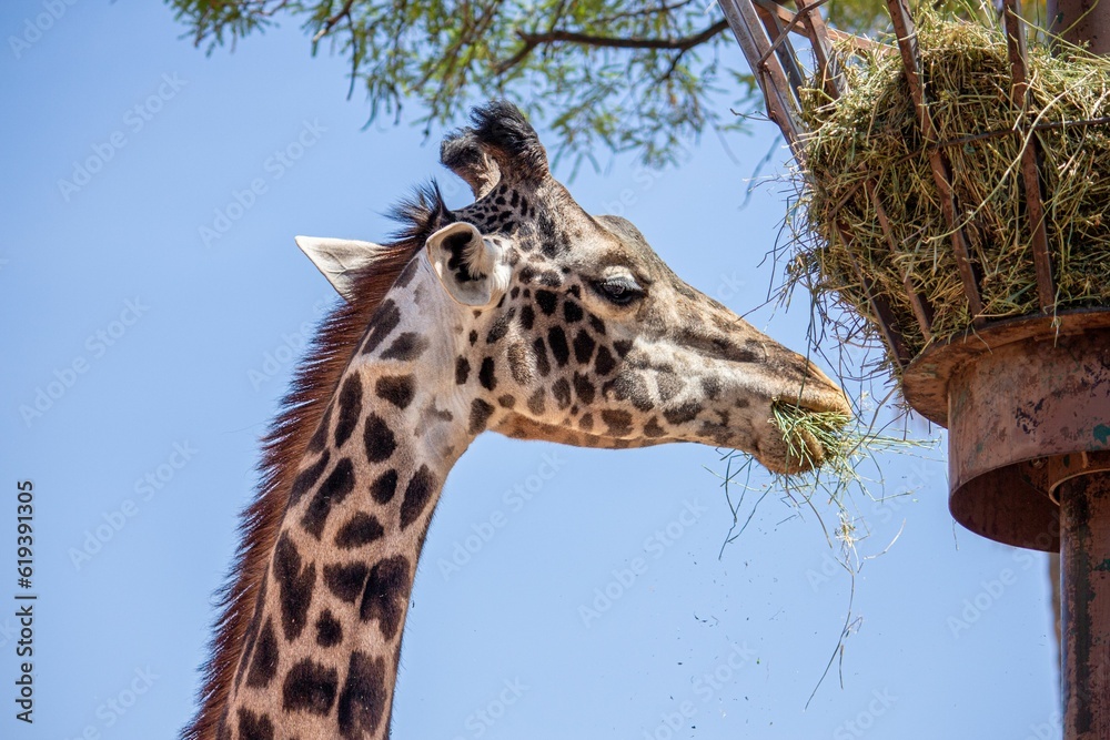 Obraz premium Closeup shot of a giraffe eating grass