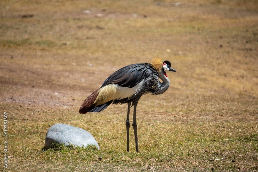 Crowned crane in the field at daytime in Arizona, USA Crowned crane in the field at daytime in Arizona, USA