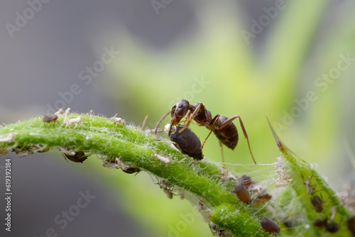 Ameise beim melken der Blattlaus