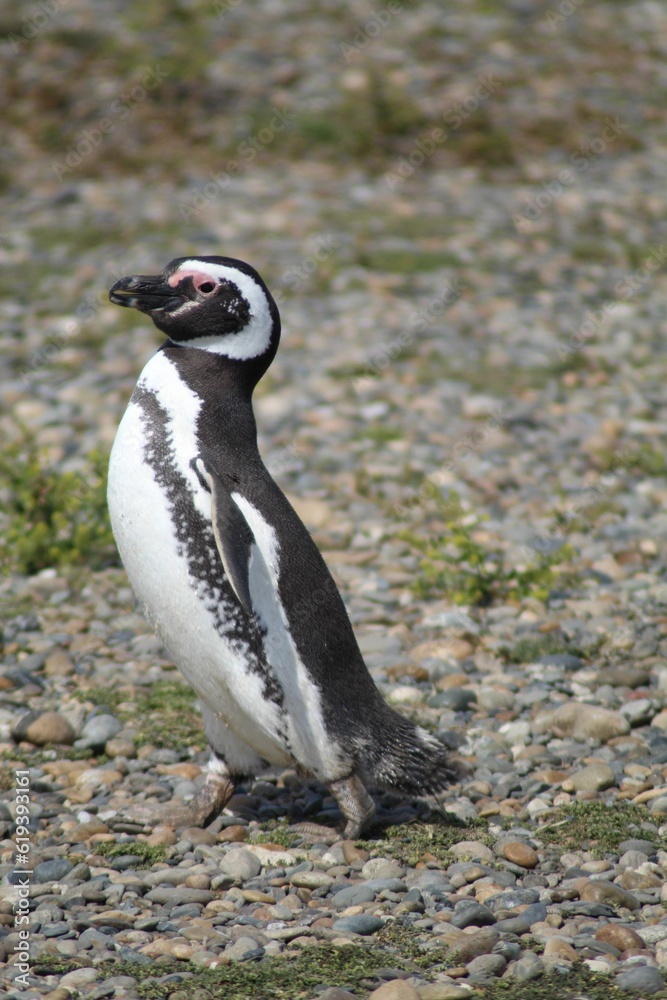 Naklejka premium Magellanic penguin on a rocky beach