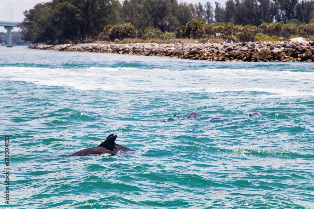 Obraz premium Group of playful dolphins swimming in an azure ocean, surrounded by a variety of aquatic wildlife
