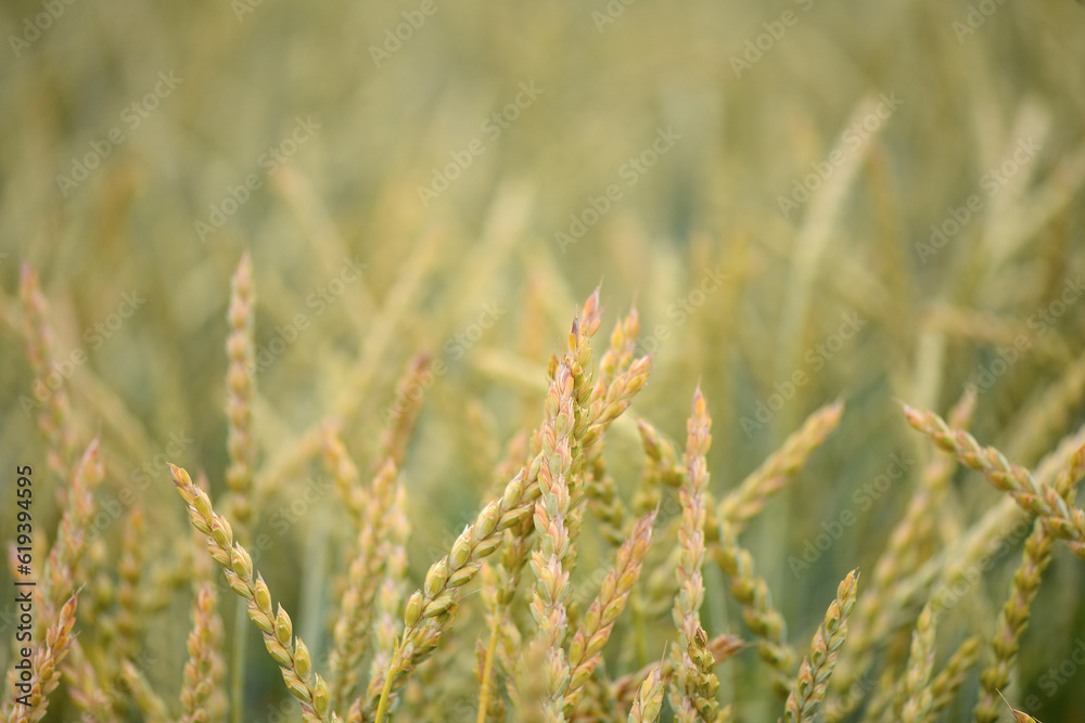 Close up view on Wheat field in countryside early in the morning Close up view on Wheat field in countryside early in the morning
