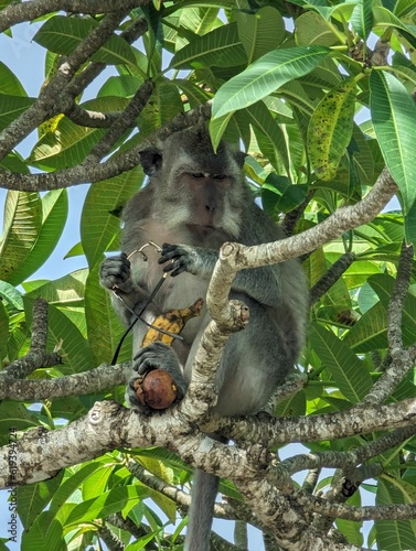 Adorable monkey perched in a tree enjoying a nourishing snack