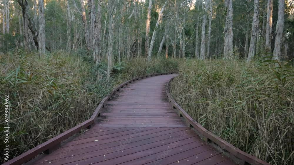 Handheld wide shot Melaleuca Boadwalk trail, Coombabah Lake Conservation Park, Gold Coast, Queensland Handheld wide shot Melaleuca Boadwalk trail, Coombabah Lake Conservation Park, Gold Coast, Queensland