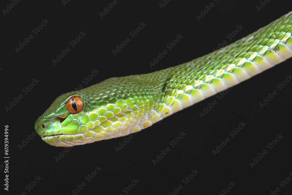 Fototapeta premium Portrait of a Chinese Tree Viper against a black background 