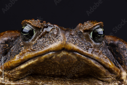 A portrait of a Cane Toad against a black background 