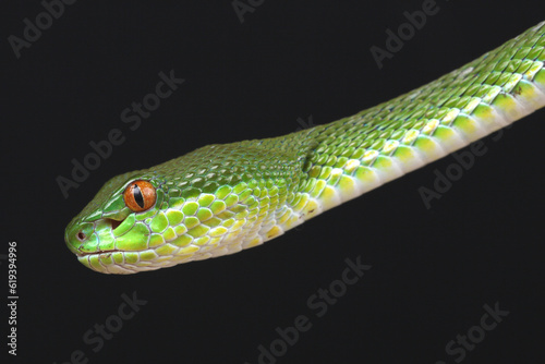 Portrait of a Chinese Tree Viper against a black background 