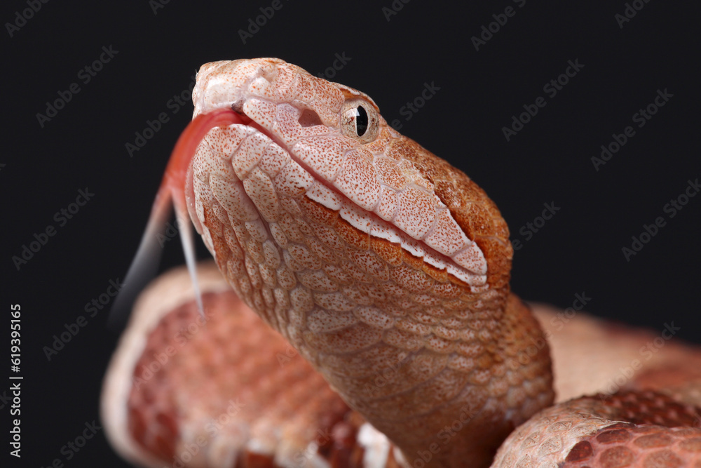 Fototapeta premium A portrait of an Eastern Copperhead using its forked tongue to sense its surroundings 