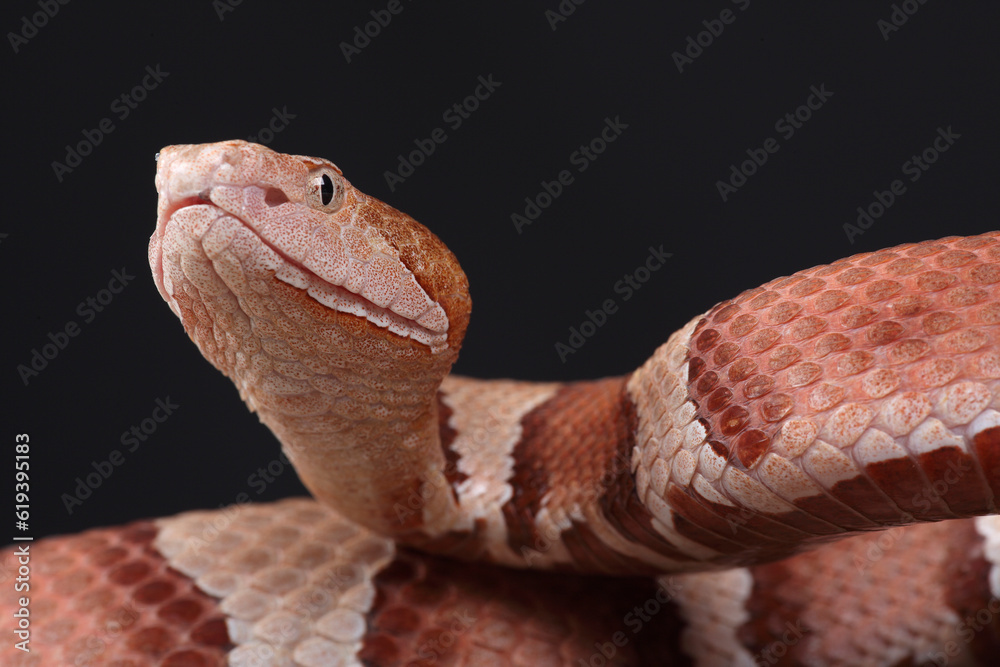 Fototapeta premium A portrait of an Eastern Copperhead against a black background 