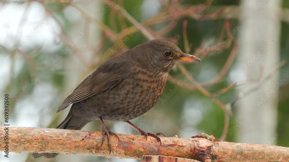 blackbird female on branch perched watch alert fly away forest scenery natural world norway blackbird female on branch perched watch alert fly away forest scenery natural world norway