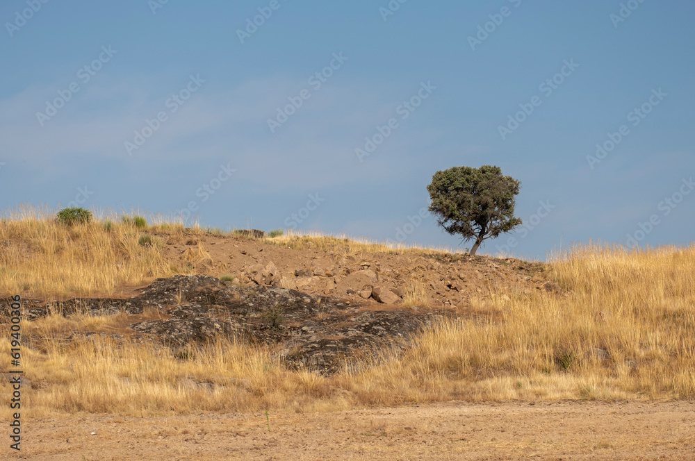 Obraz premium solitary tree on grassy hill and blue sky with clouds in the background