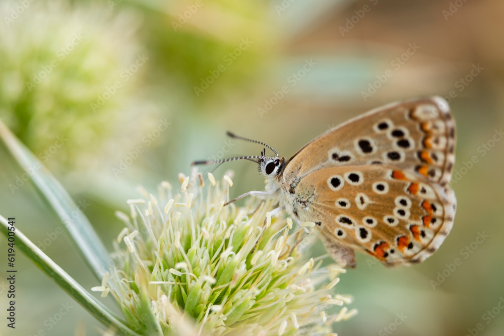 A Bronze Copper or lycaena hyllus butterfly A Bronze Copper or lycaena hyllus butterfly