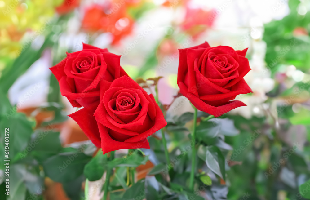 Obraz premium Blossom red rose flower on summer day. Garden rose with scarlet petals close-up photo Scarlet rosa floral background.