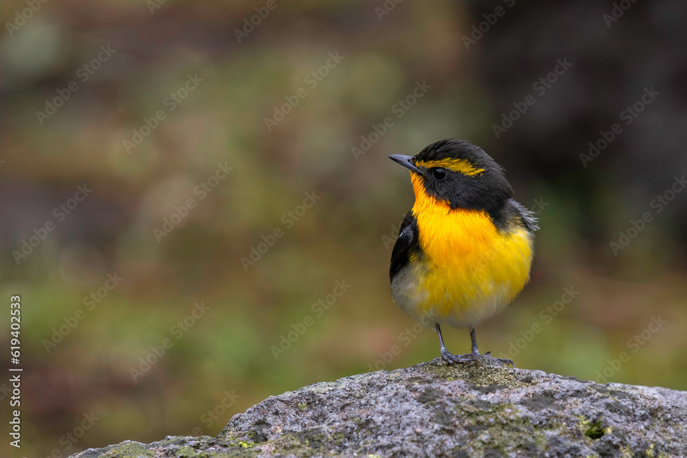 Fototapeta premium 春のキビタキ