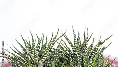 Haworthia Fasciata zebra cactus closeup on white backgroun with copy space