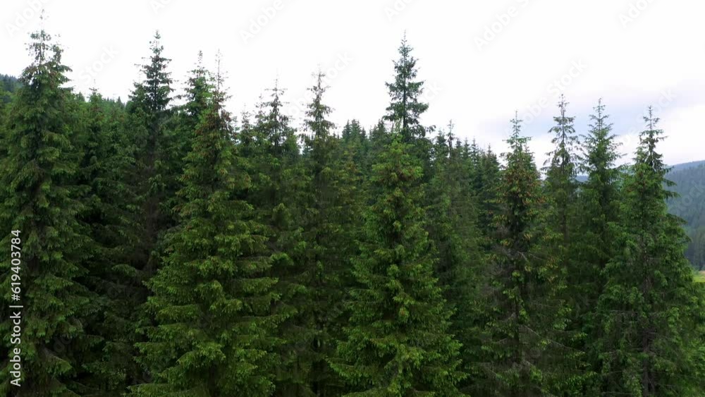 Isolated alone old house in the middle of green tree forest background and in the woods on the mountains surrounded nature. Isolated alone old house in the middle of green tree forest background and in the woods on the mountains surrounded nature.